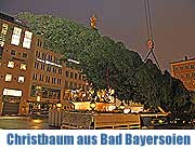 Christbaum 2012 für den Müncher Christkindlmarkt auf dem Marienplatz kommt aus Bad Bayersoien - die Fichte traf am 12.11.2012 ein (gFoto:MartiNSchmitz)